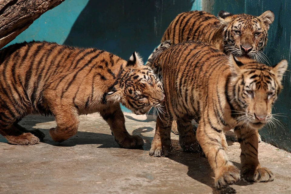 Искусственный интеллект умеет распознавать отдельных особей животных, его планируют привлечь к подсчету тигров и леопардов.