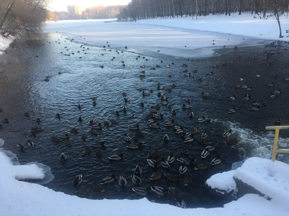 Рыбака, пропавшего три дня назад в селе Афонино, нашли мертвым.