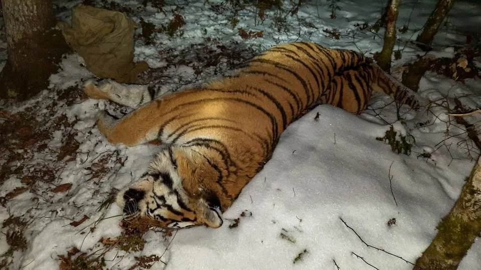 Краснокнижного хищника застрелили в Красноармейском районе Приморья. Фото: центр "Амурский тигр"