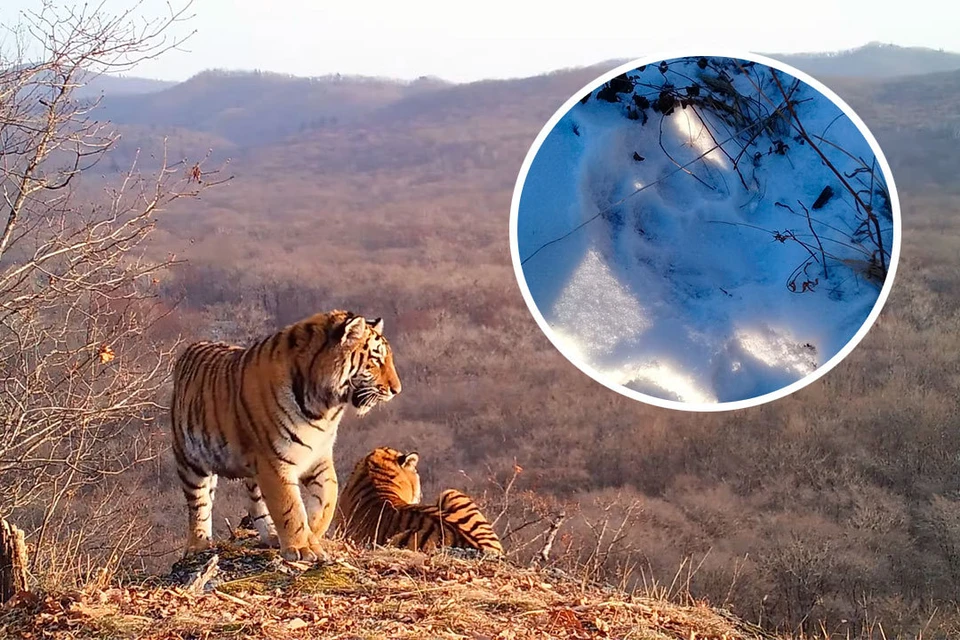 Охотник наткнулся на следы хищника там, где тигры давно не обитают. Фото: Андрей Иванов/Национальный парк «Земля леопарда»