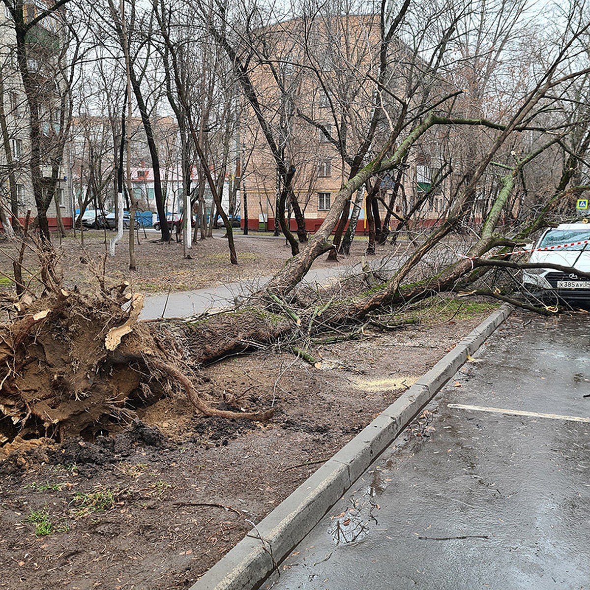 Ураган в Москве 30 ноября 2021: падают светофоры и елки, зоопарк и Парк  Горького закрыли - KP.RU