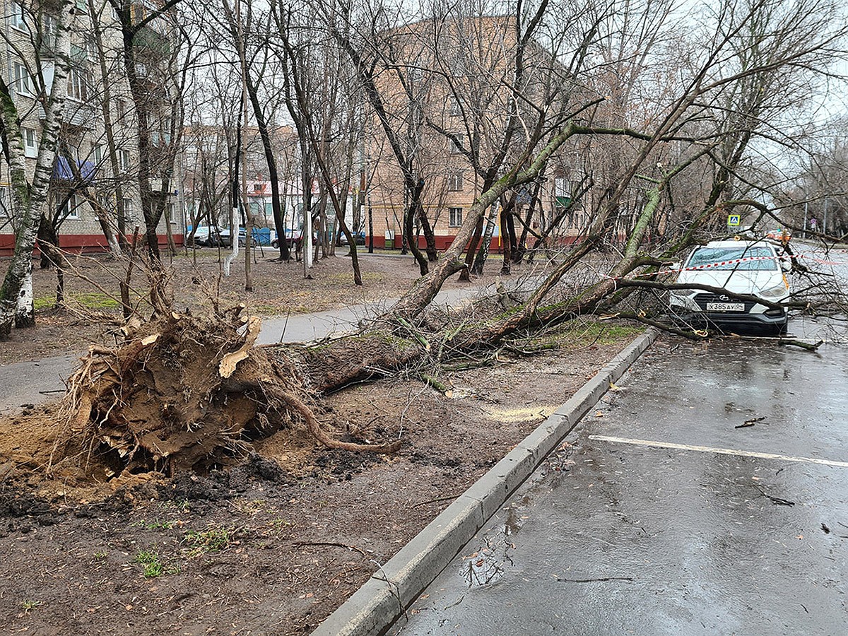 Ураган в Москве 30 ноября 2021: падают светофоры и елки, зоопарк и Парк  Горького закрыли - KP.RU