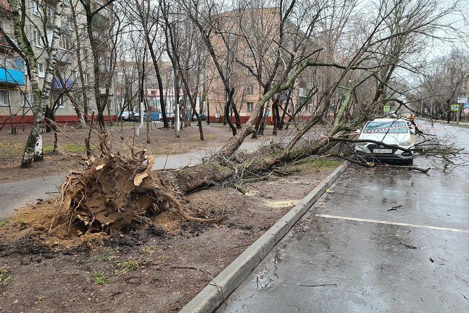 В столице из-за сильного ветра уже упало несколько деревьев, одно из них на Таганрогской улице прижало такси. Фото: Денис Воронин/АГН "Москва"