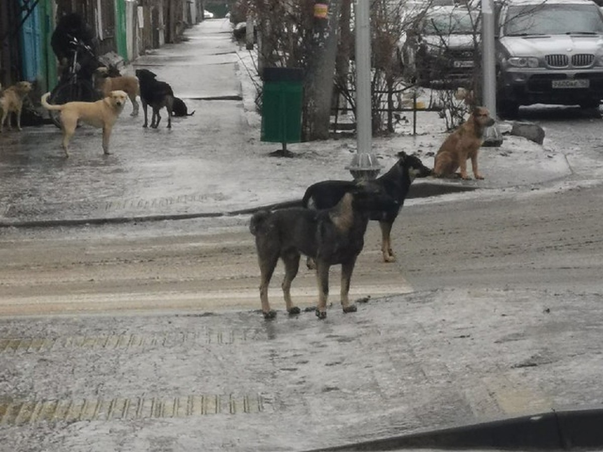 В Самаре в старом городе стая бродячих псов нападает на людей и проезжающие  автомобили - KP.RU