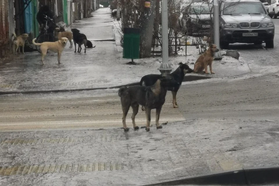 Бездомные псы "Дяди Вовы" продолжают терроризировать старый город. Фото: Максим Деревьялов
