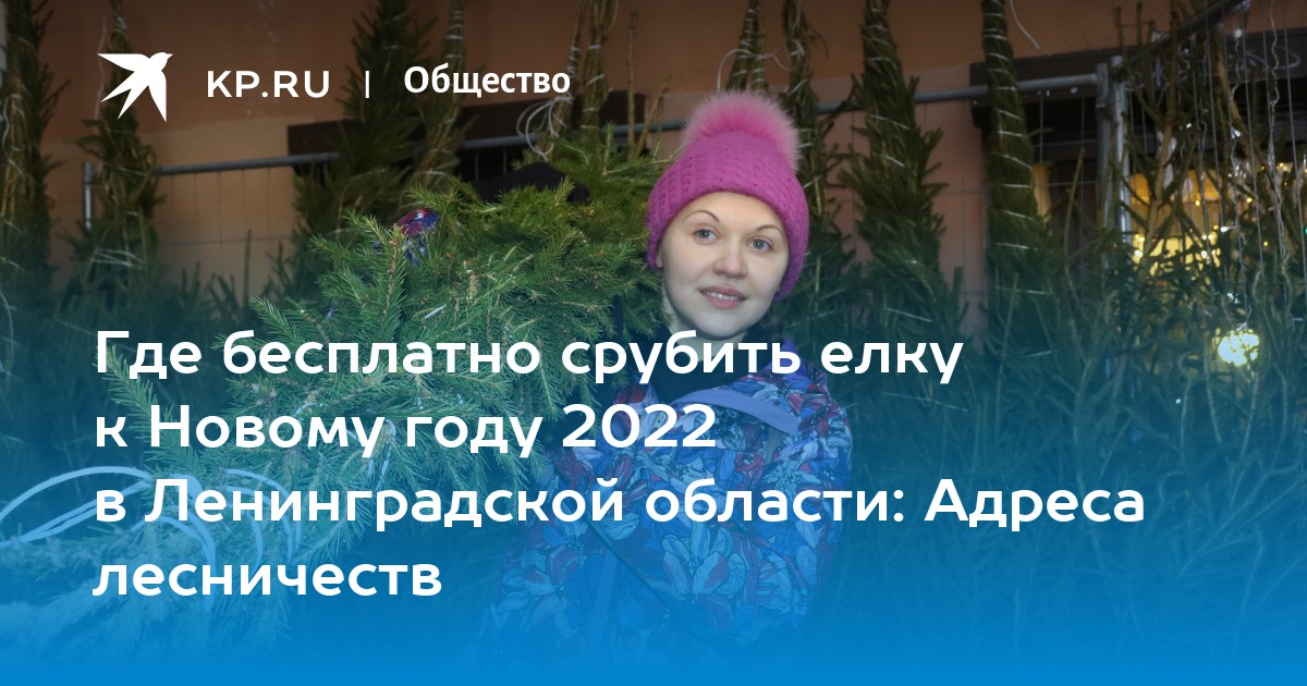 Где бесплатно срубить елку к Новому году 2022 в Ленинградской области:  Адреса лесничеств - KP.RU