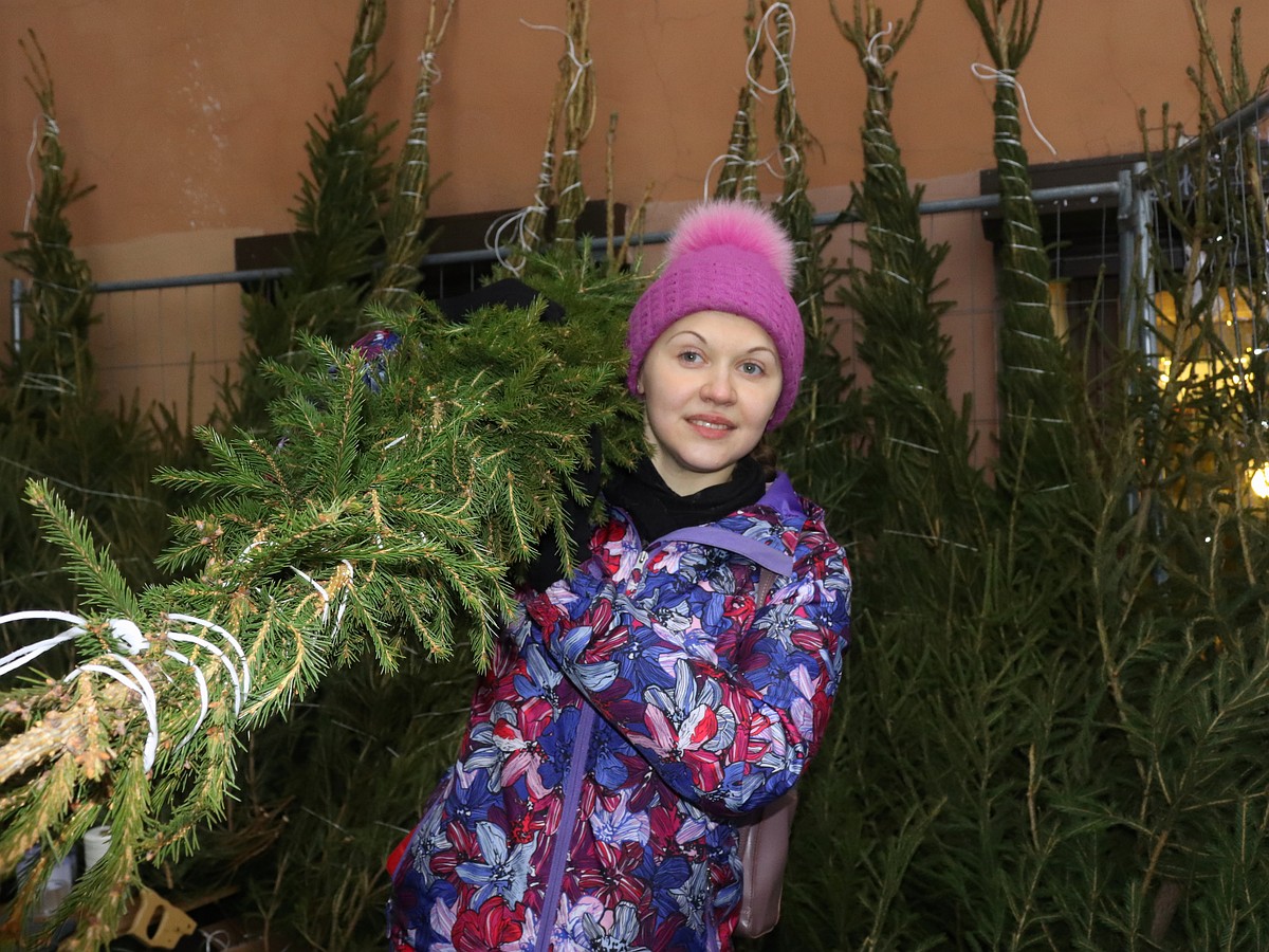Где бесплатно срубить елку к Новому году 2022 в Ленинградской области:  Адреса лесничеств - KP.RU