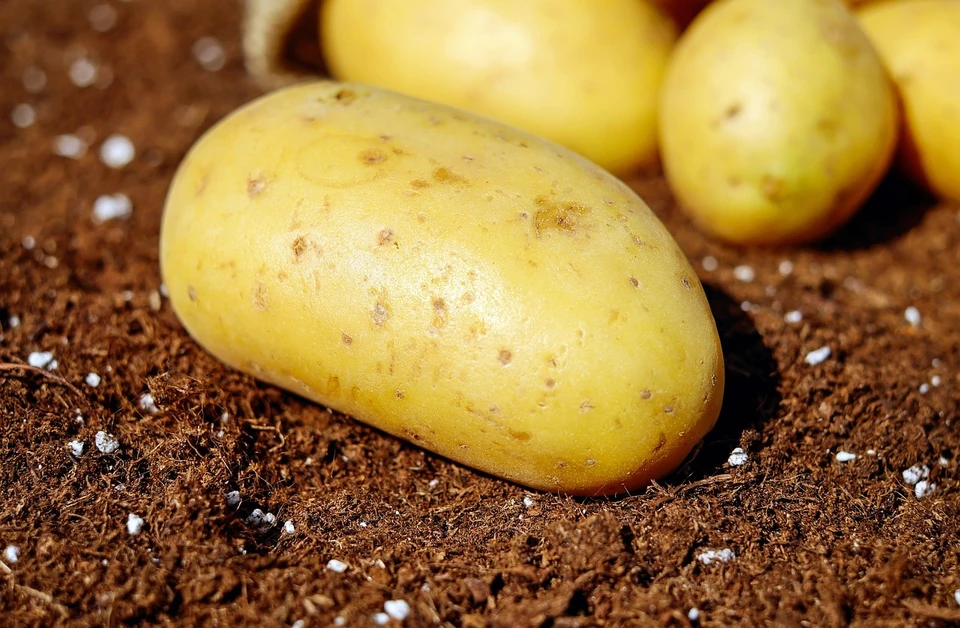 В Казахстане в этом году урожай картофеля собран на 100 тысяч тонн меньше, чем в прошлом.
