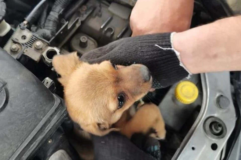 В Новороссийске спасли щенка, забравшегося под капот машины. Фото: instagram.com/alekseioderov
