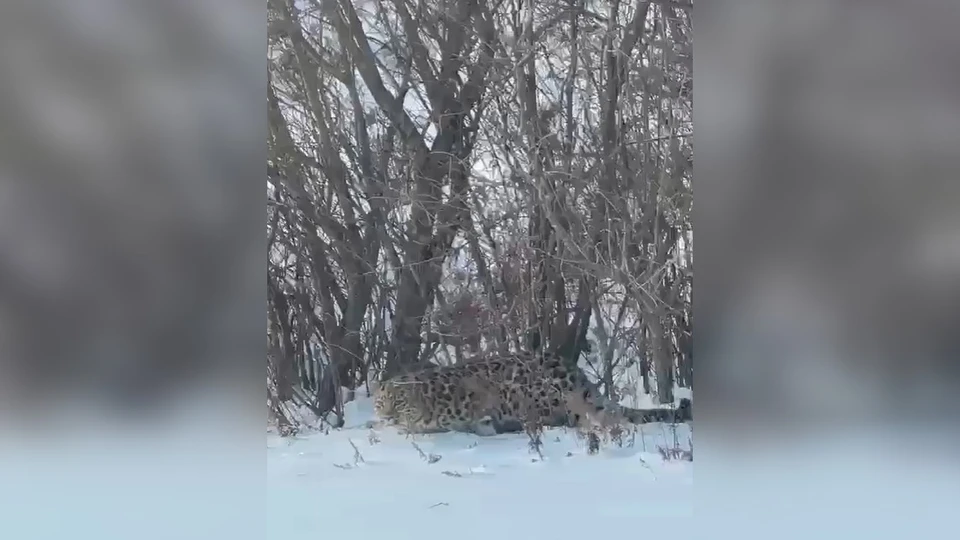 Дальневосточный леопард обитает только в Приморье. Фото: принтскрин видео, _dps_vdk
