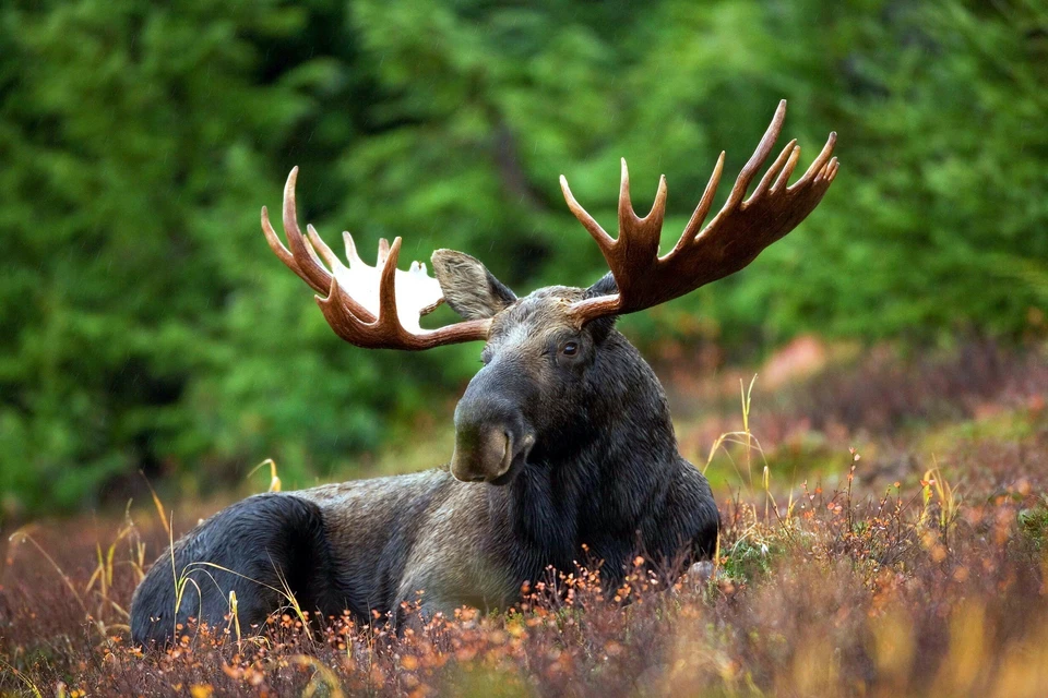 Фото: Изображение David Mark с сайта Pixabay
