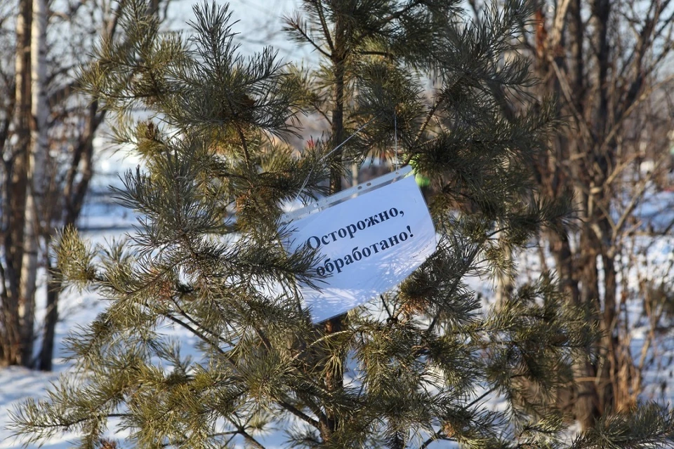 1198 хвойных деревьев обработают для защиты от вырубок в Иркутске. Фото: пресс-служба администрации г. Иркутска