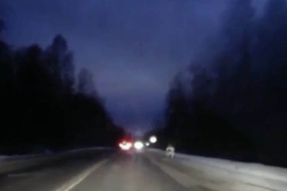 Лось остался невредим. Фото: кадр с видео vk.com/podslyshano_y_voditelei69/Евгений Суханов