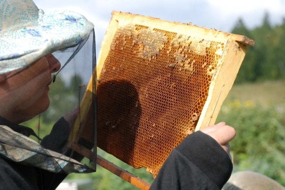 В вебинарах участвовали специалисты-пчеловоды разных стран
