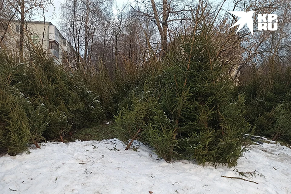 Тайны живой ели. Елочные базары в Твери