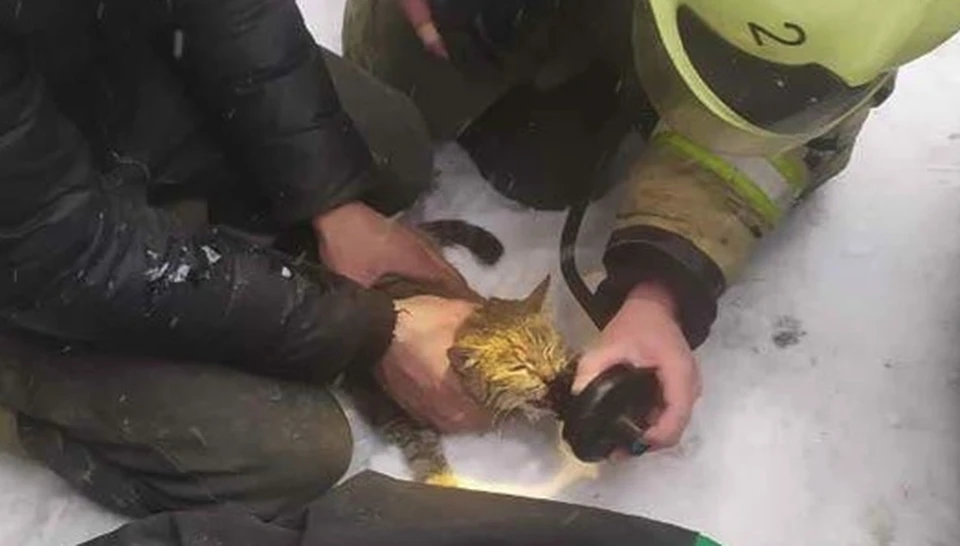 В задымленном гараже был найден кот, который надышался угарным газом.