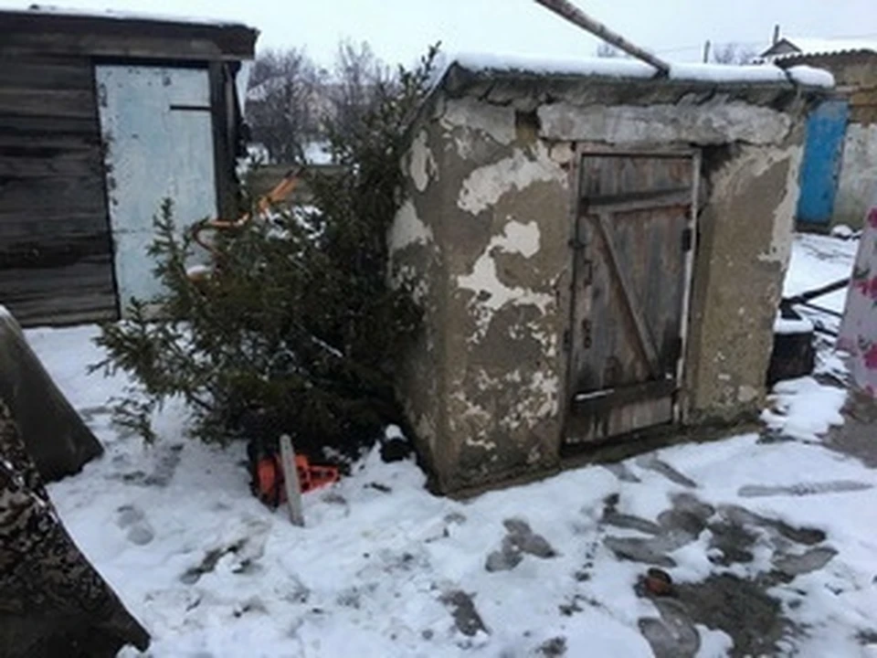 В Джанкое сотрудниками полиции задержан подозреваемый в краже бензопилы и сибирской ели. Фото: пресс-служба МВД по РК