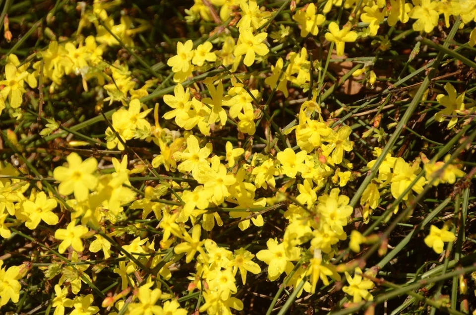 Жасмин голоцветковый (Jasminum nudiflorum). Фото: Никитский ботанический сад (НБС-ННЦ РАН)/VK