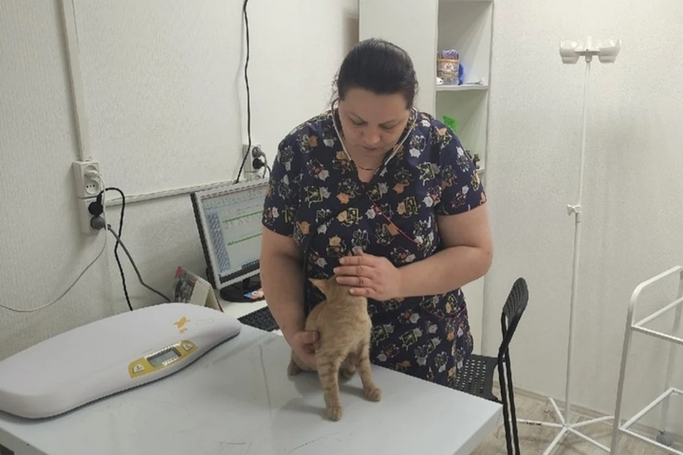 За год работы в клинике оказали тысячи бесплатных и льготных ветеринарных услуг по стерилизации и лечению. Фото: страница клиники ВК.