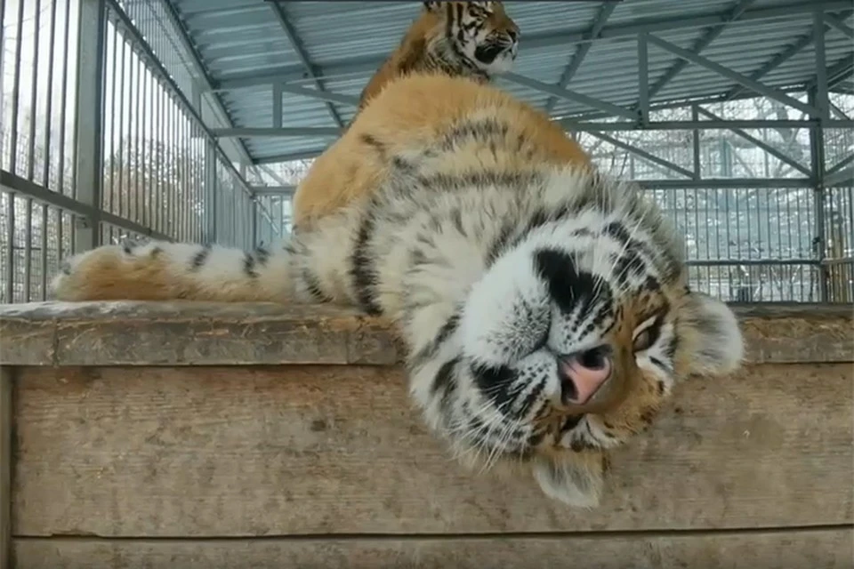 Полоски у каждого тигра уникальны.