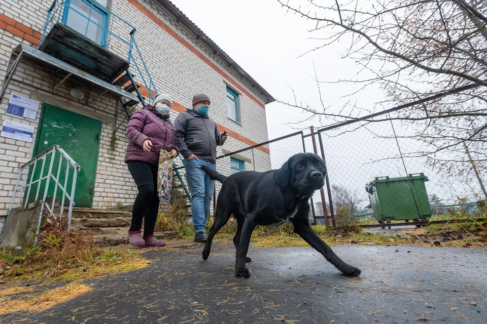 У двух собак случился сердечный приступ.
