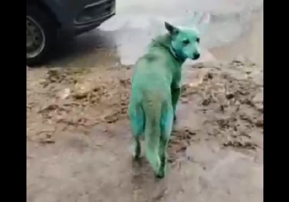 Целая стая собак с зеленым окрасом обитает в Кировском районе. Фото: скрин с видео "Жесть Волгограда"