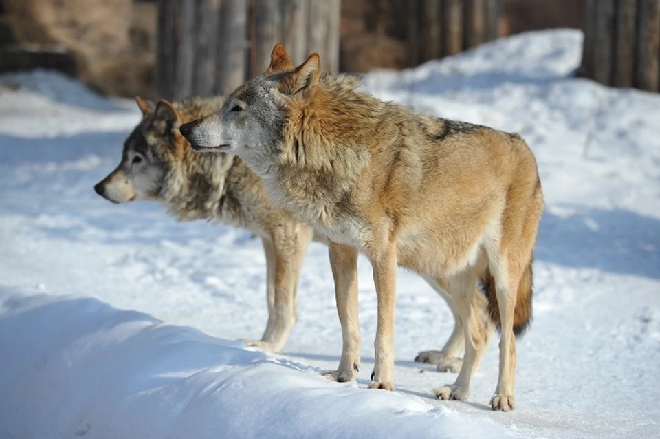Нападения волков ставят под угрозу мирную жизнь поселка