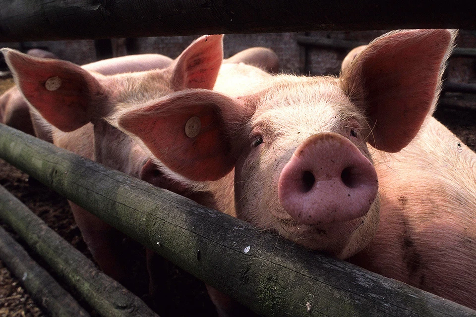 Органы очеловеченных свиней не отторгаются в организме человека. Чудеса...