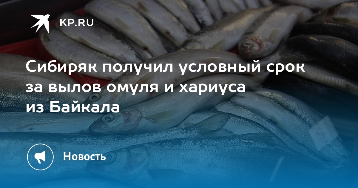рыба баргузина. запрет на вылов омуля на байкале. браконьерство байкал байкал. штраф за омуля. запрет ловли рыбы на байкале.