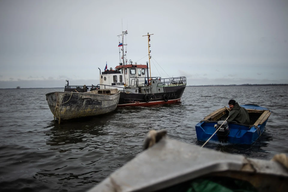За пять лет в Азовском море в пять раз сократились промысловые запасы судака и тарани