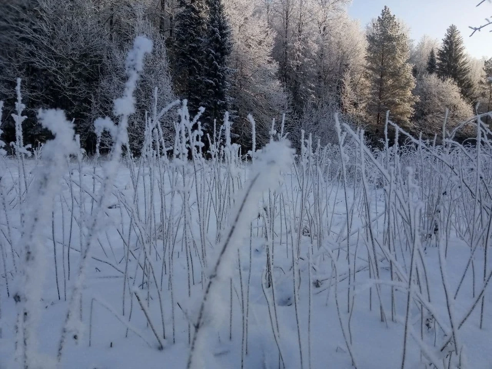 Жители Перми любят проводить время в городских лесах.