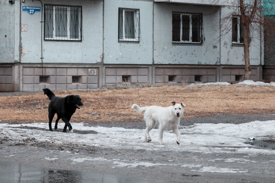 В Хакасии прохожий елкой отбился от своры собак, напавших на 7-летнюю девочку