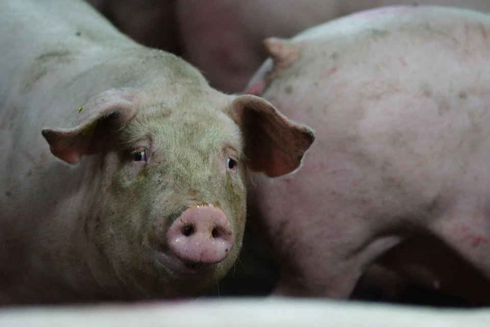 Все свиньи в хозяйствах, где были зафиксированы случаи заболевания, будут уничтожены
