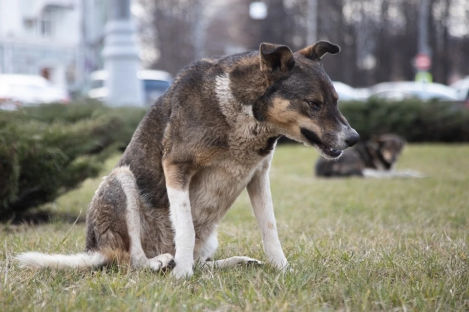 Стая агрессивных псов растерзала мужчину в Астраханской области