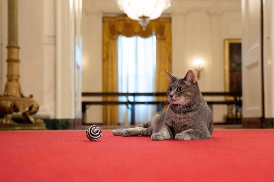 Кошка Уиллоу