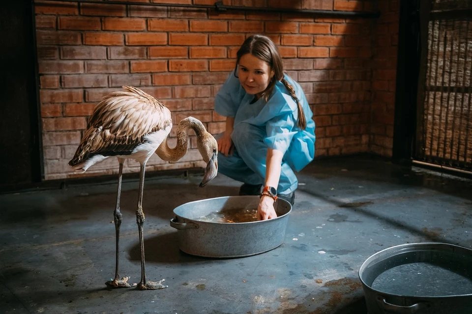 Знаменитый на всю Якутию фламинго Гриша прилетел в красноярский зоопарк на ПМЖ. Фото: "Роев ручей"