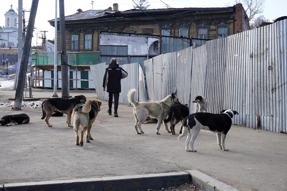 В России стаи бродячих собак постоянно нападают на людей.