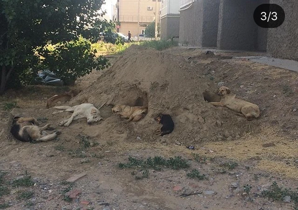 С 2019 года в городе собаками укушено более 200 человек