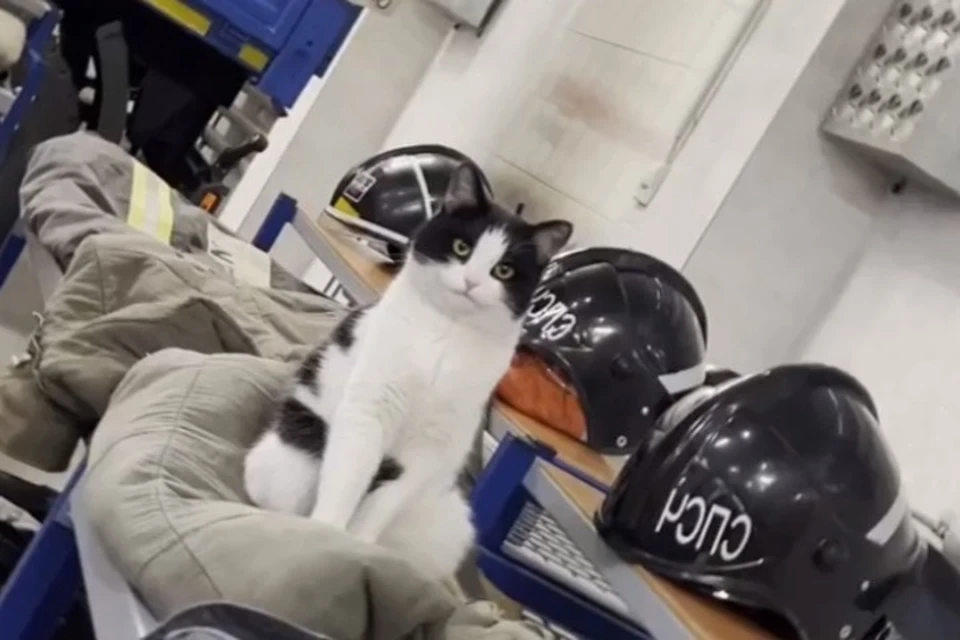 Кошка стала талисманом для самарских пожарных