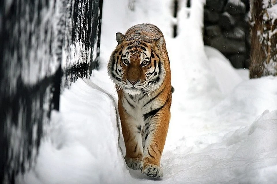 В Хабаровском крае досрочно завершилась перепись амурских тигров