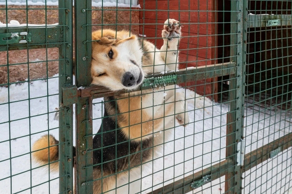 Уголовное дело по статье «Жестокое обращение с животным, повлекшее его гибель» передали на рассмотрение в суд