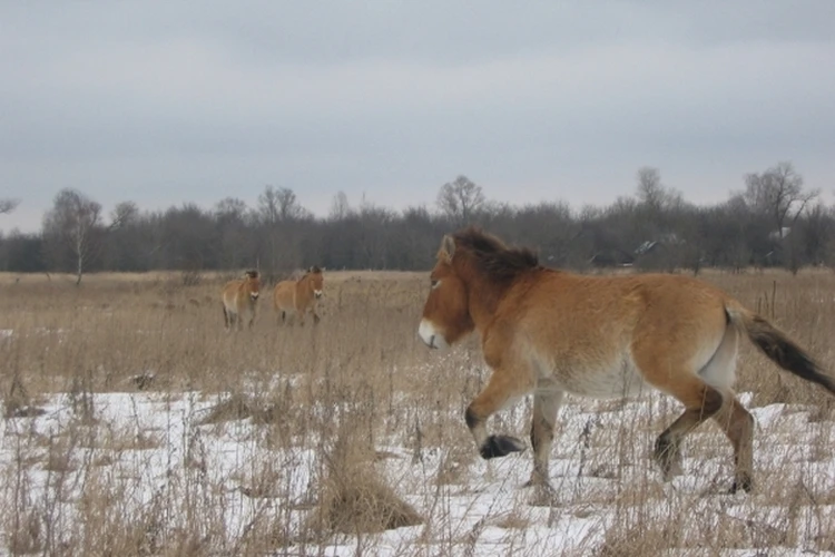 Табун брошенных лошадей погибает от голода в отдаленных поселках Хабаровского края
