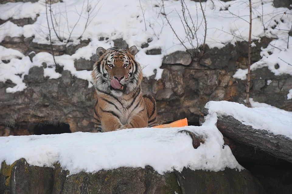 В Хабаровском крае выбрали имя для тигрицы