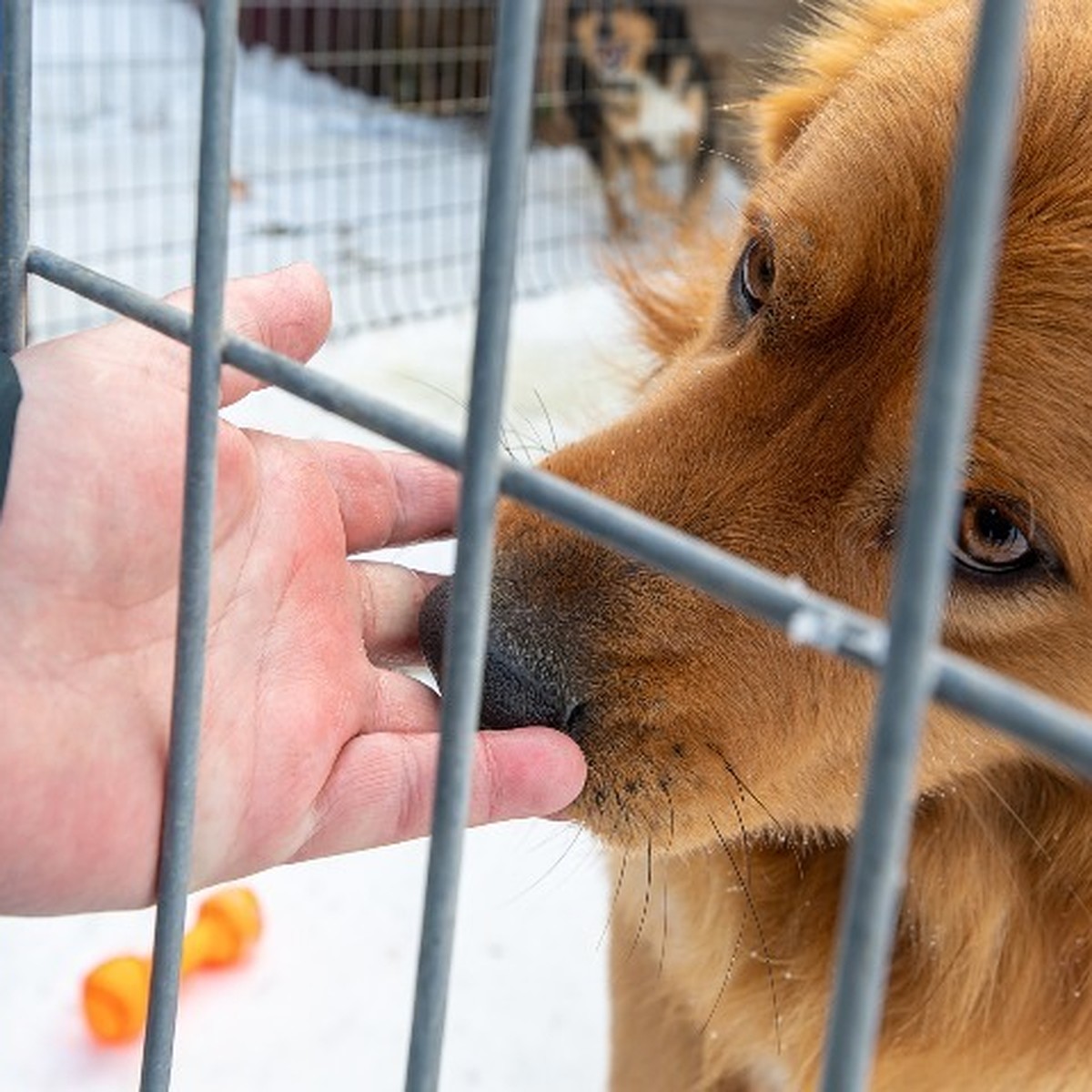 Собачья смерть: как в Петербурге травят домашних животных. «Бумага»