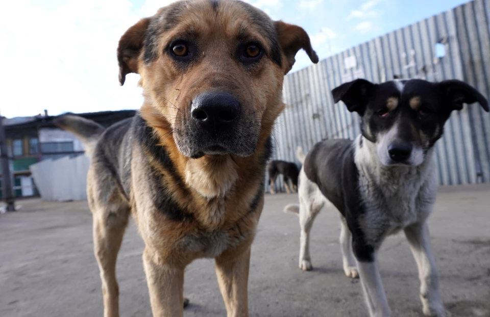Юлия Сударенко предлагает не отпускать отловленных собак обратно на улицы