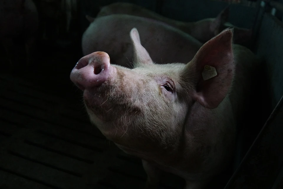 В Карпинске был выявлен падеж животных из-за африканской чумы свиней