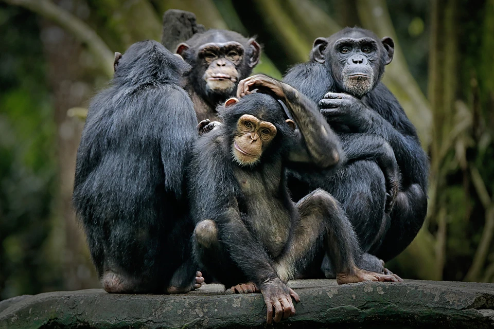 Прикладывание раздавленного комара к ранам наблюдается в группе шимпанзе регулярно