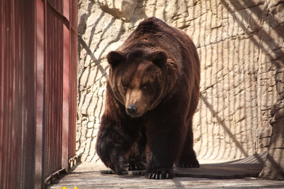 В Минском зоопарке развеяли мифы о спячке медведя. Фото: Минский зоопарк