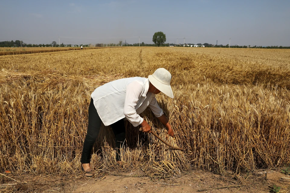 Повод для беспокойства есть у крупнейших импортеров пшеницы