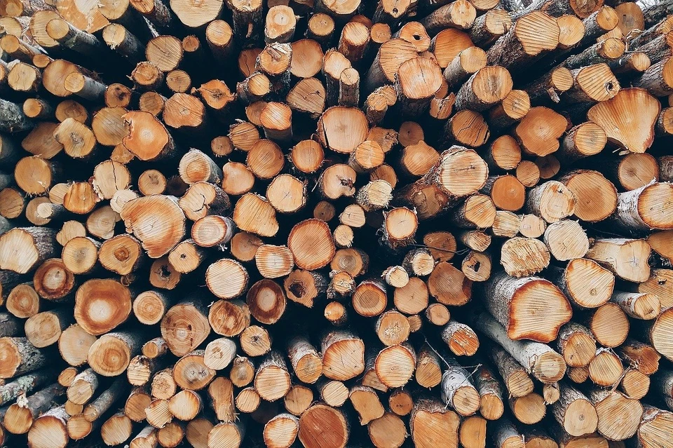 Беларусь будет переориентировать экспорт древесины на восток. Фото: pixabay
